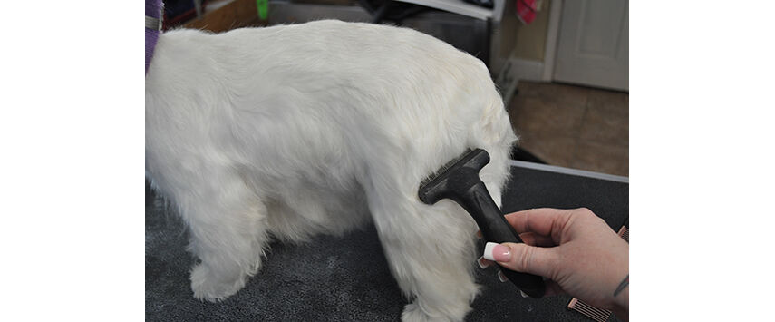 Grooming Table On Hand Stripping